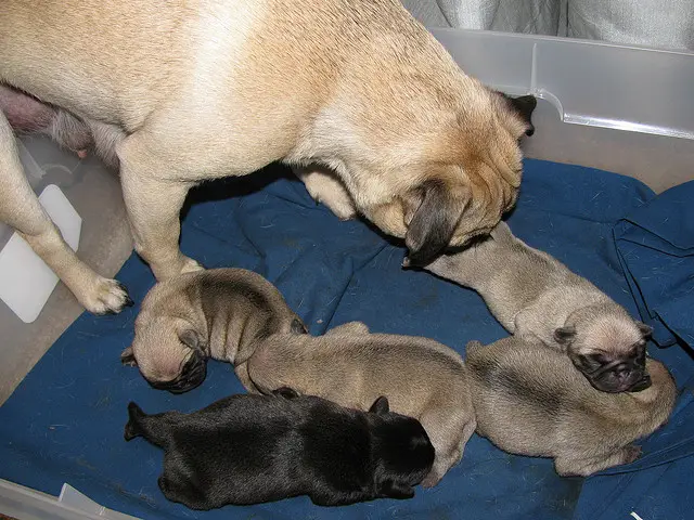 Pug Puppies Ready For Sale